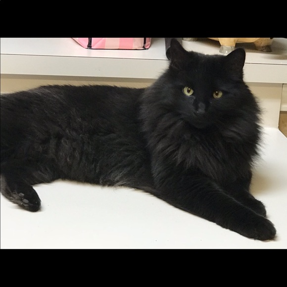 Meet ur Posher: Queenuveverything ~ Style Connoisseur Dallas Tx - Picture 4 of 4